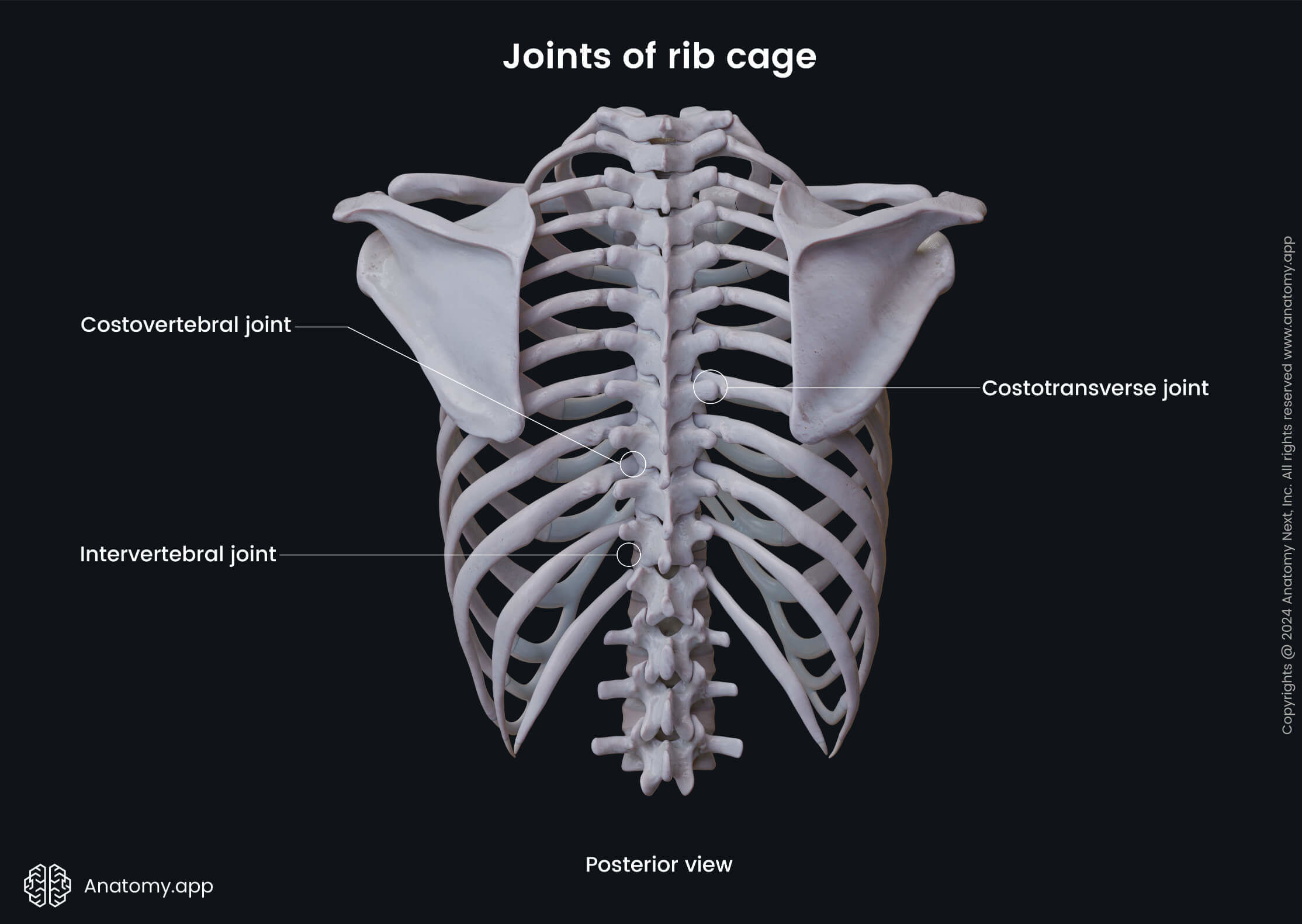 Joints of rib cage (posterior view)