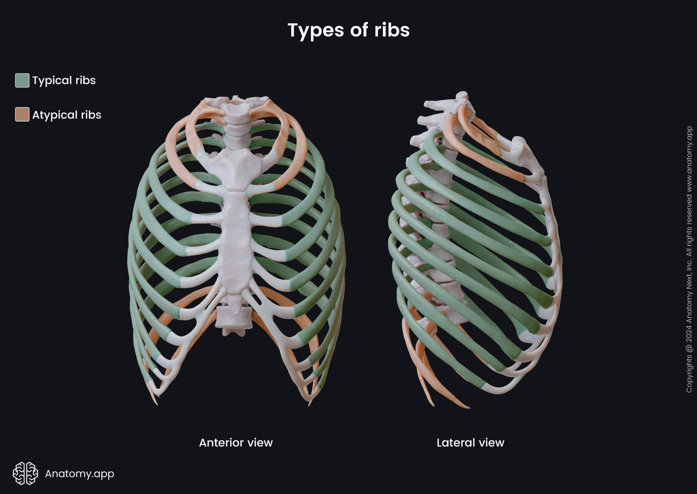 Types of ribs | Media Library | Anatomy.app | Learn anatomy | 3D models ...