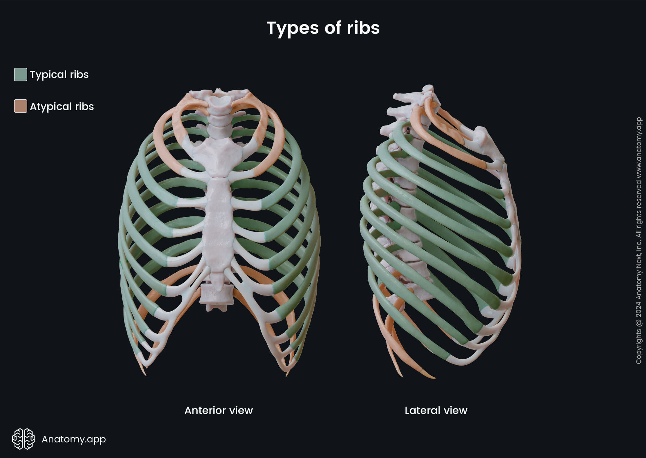 Types of ribs