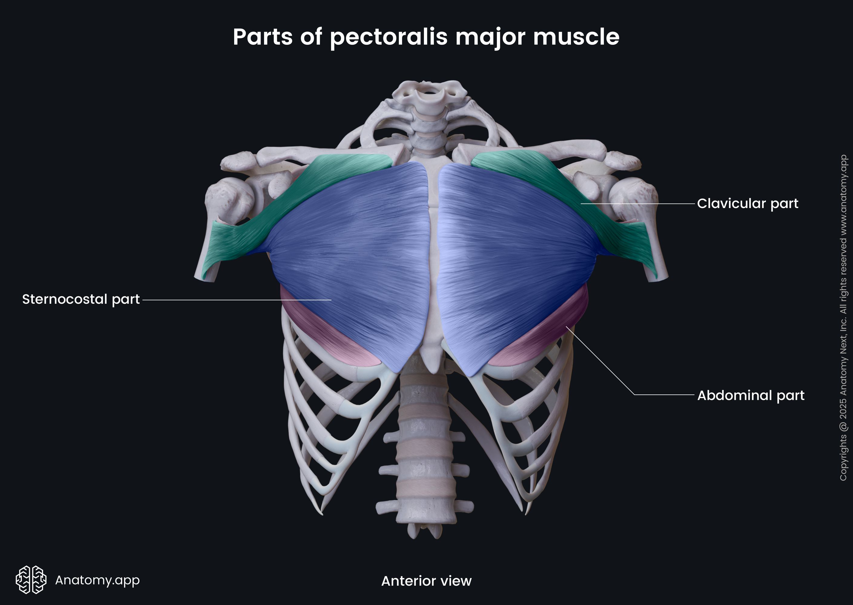 Parts of pectoralis major muscle