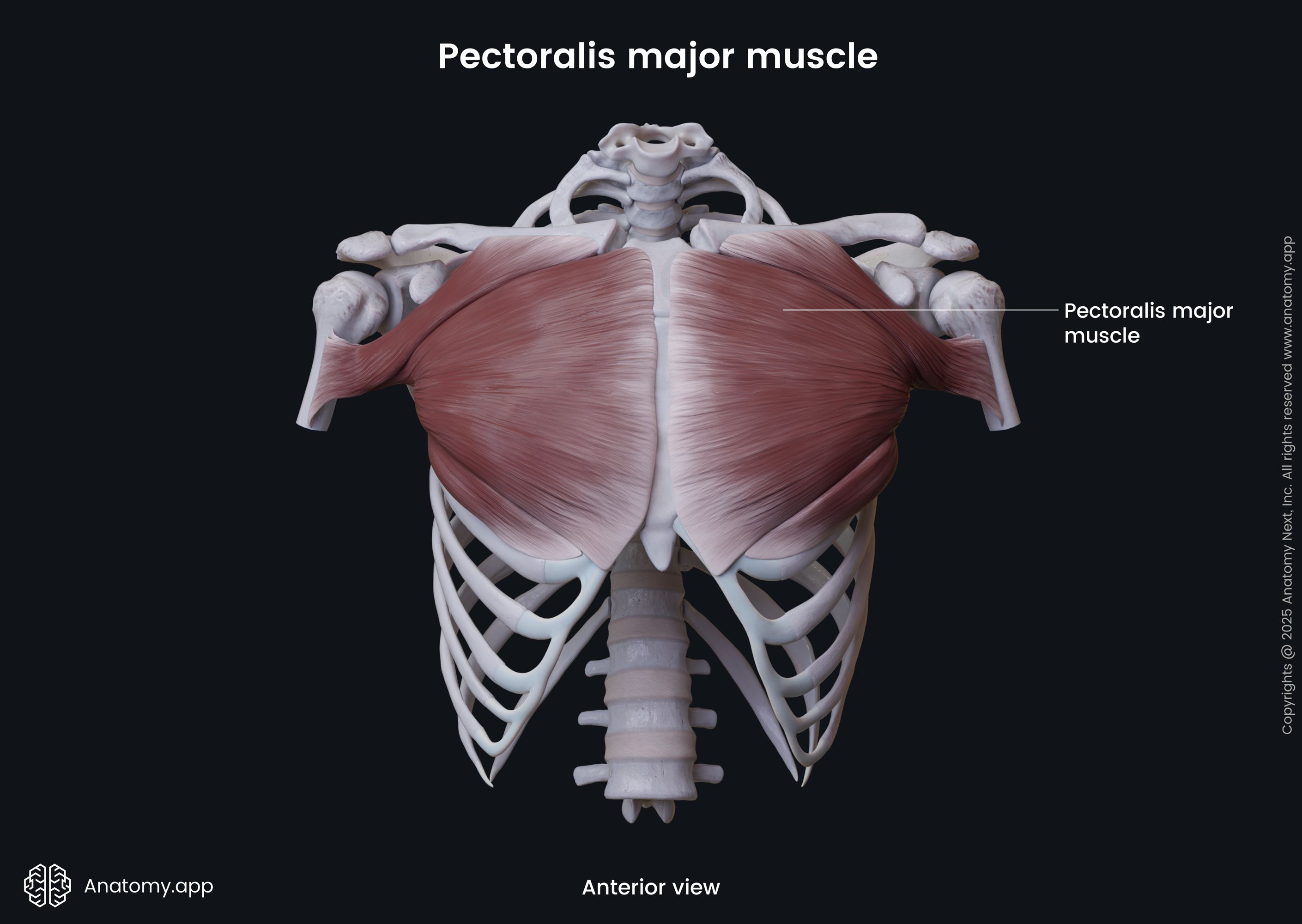 Pectoralis major muscle