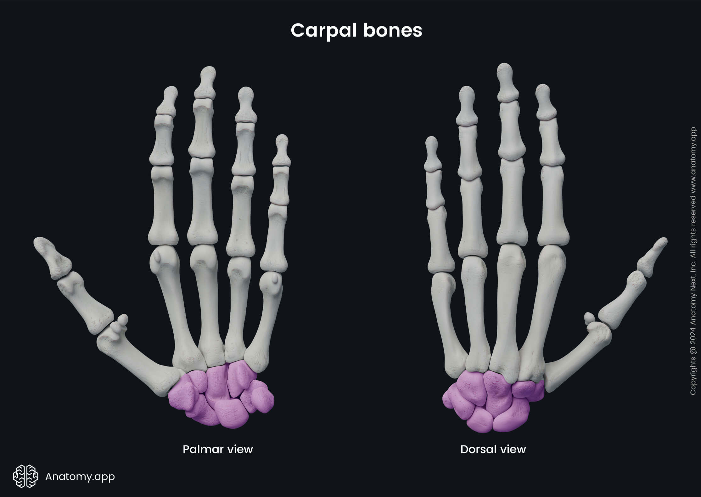 Carpal bones