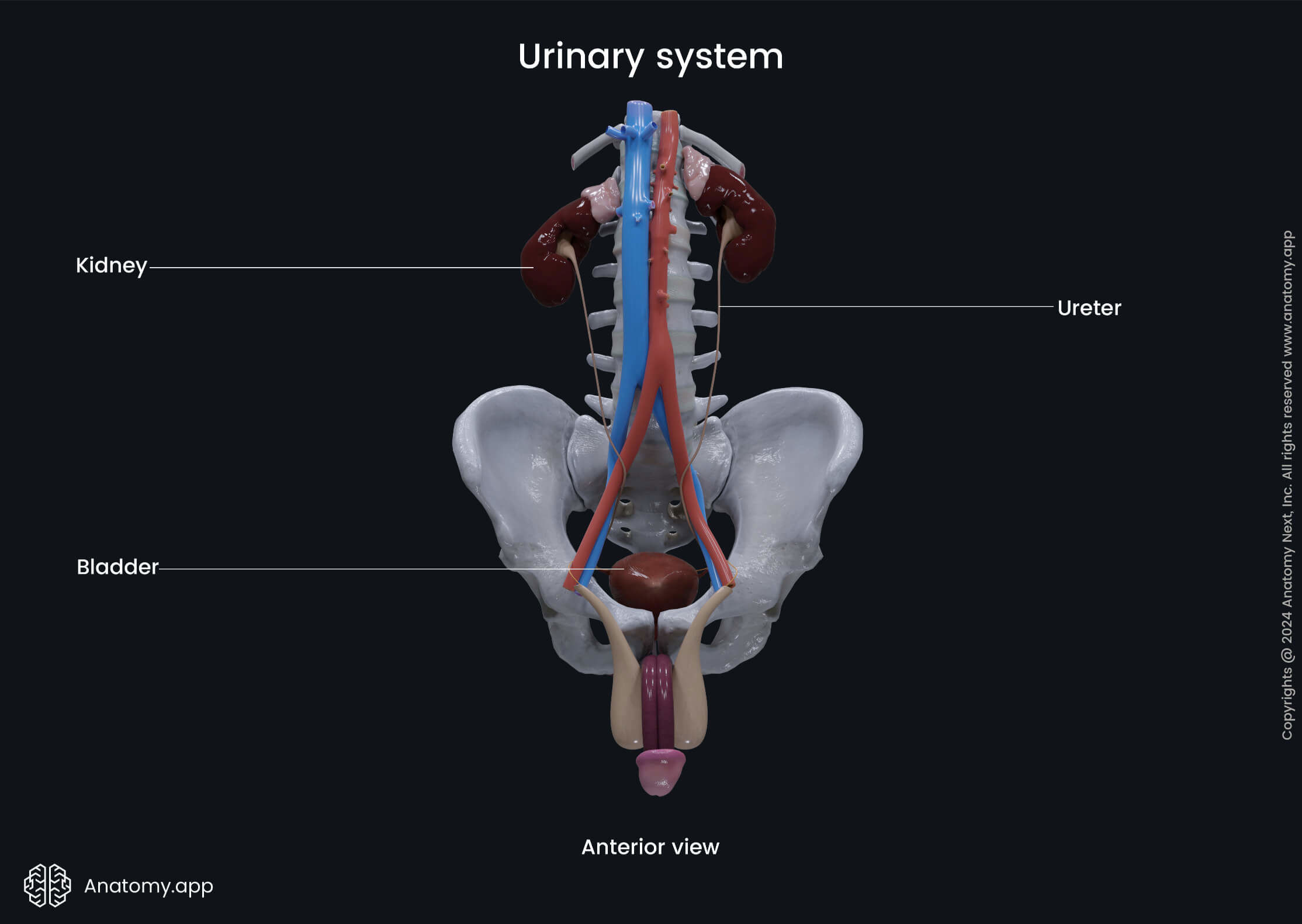 Urinary System Organs And Structures