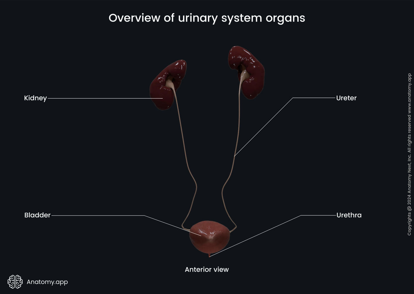 Overview of urinary system organs | Media Library | Anatomy.app | Learn ...