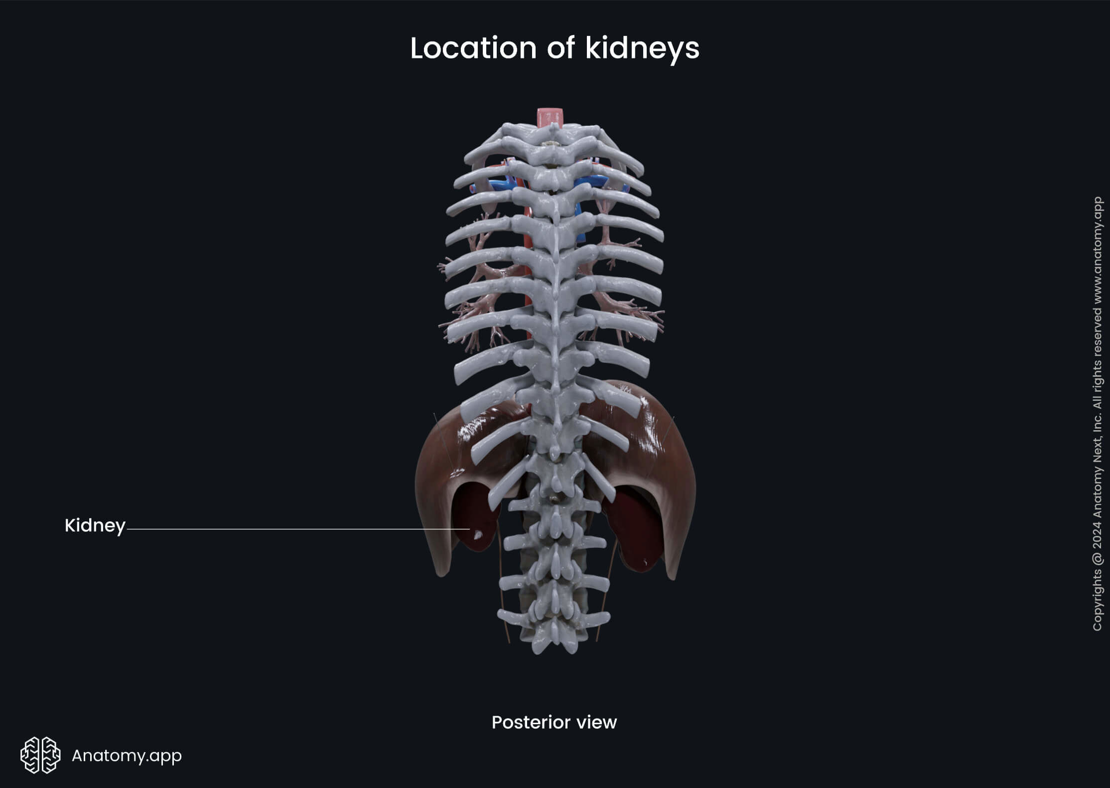 Location of kidneys (posterior view)