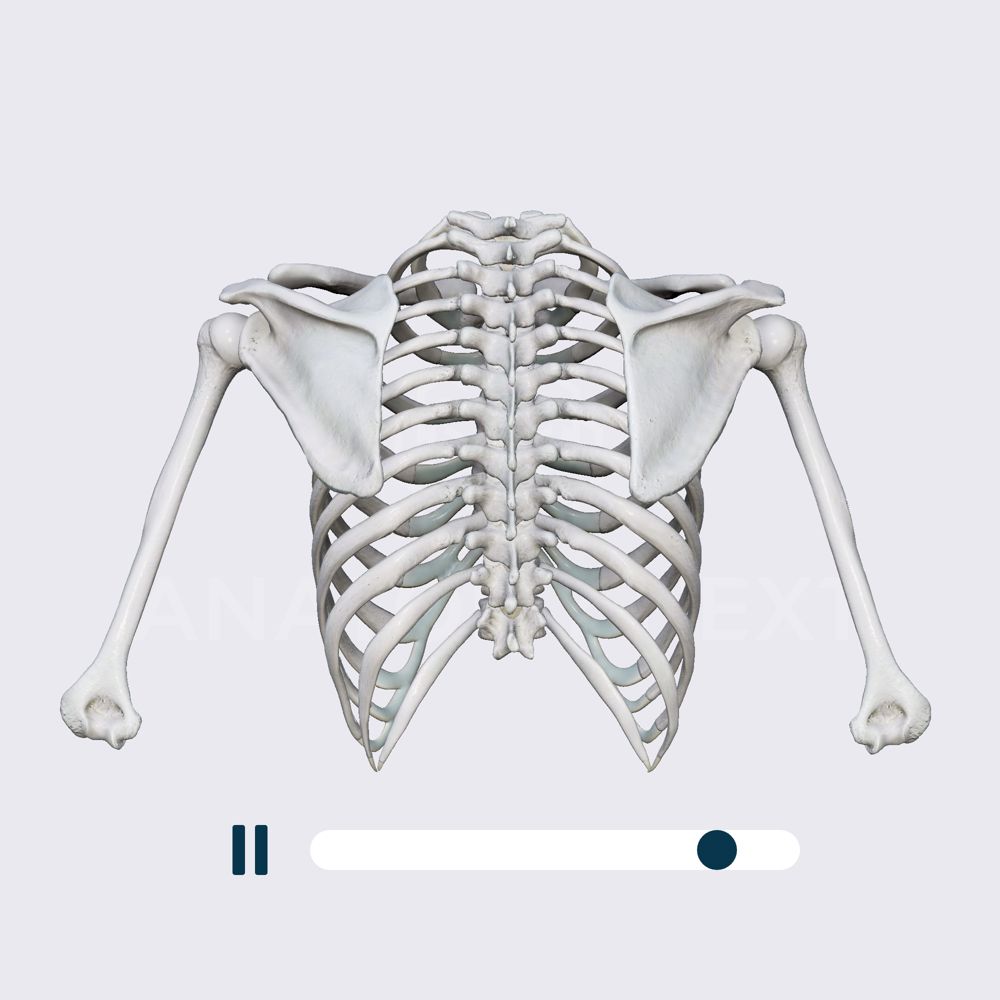 Biomechanics of the shoulder girdle: upward and downward scapular rotations