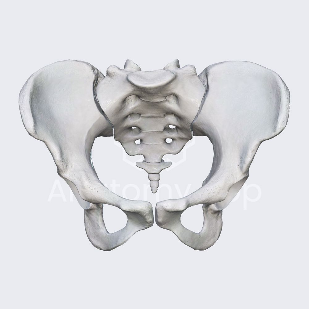 Biomechanics of the sacroiliac joints: nutation and counternutation