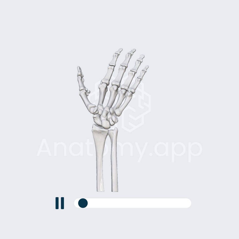 Biomechanics of the wrist: circumduction