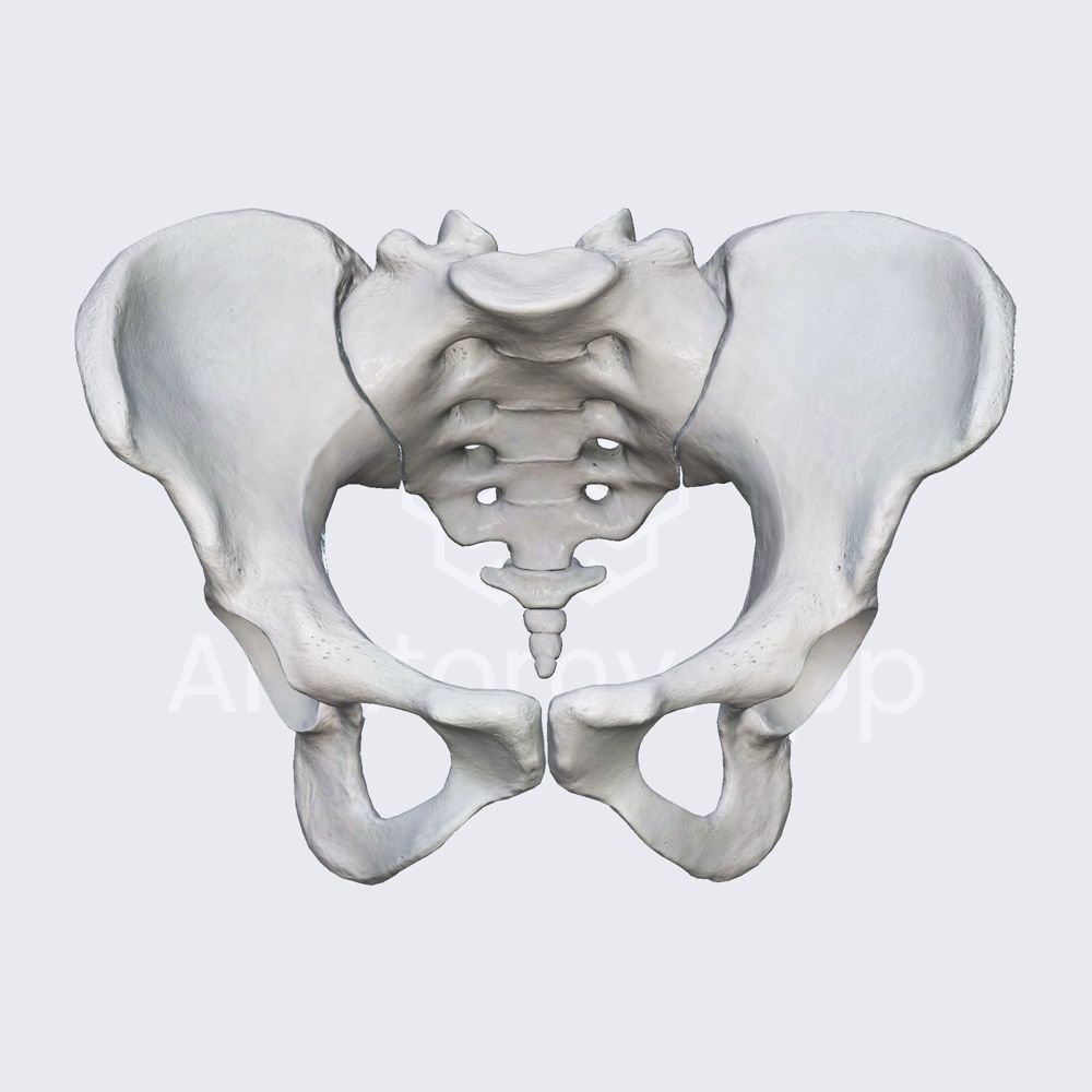 Female pelvis