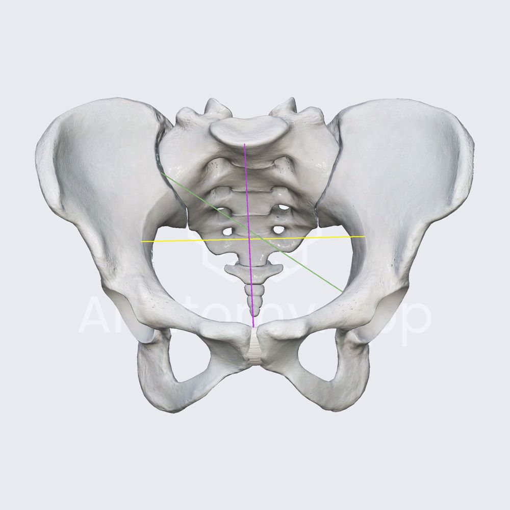 Pelvic inlet diameters