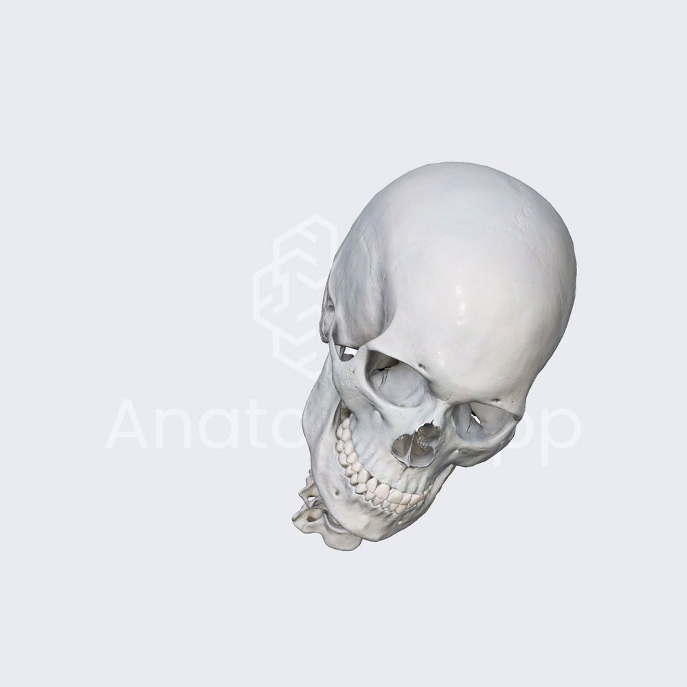 Biomechanics of the head and neck: circumduction