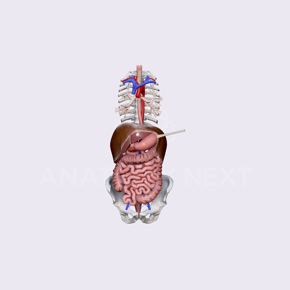 Gastrointestinal tract (overview)