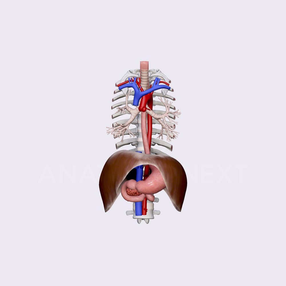 Esophagus