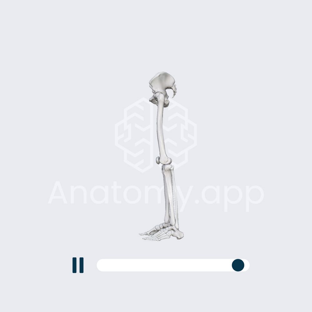 Biomechanics of the knee joint flexion and extension Media Library