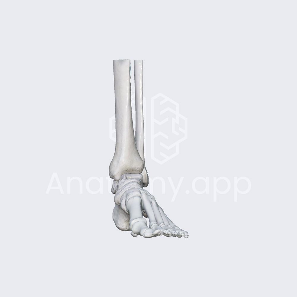 Biomechanics of the foot: inversion and eversion