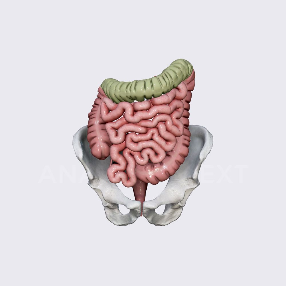 Transverse colon