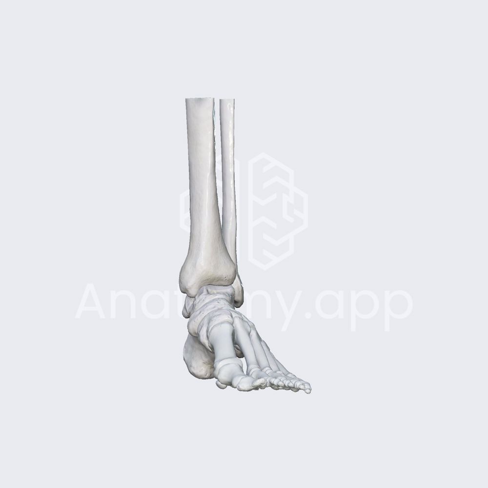 Biomechanics of the metatarsophalangeal joints: abduction and adduction