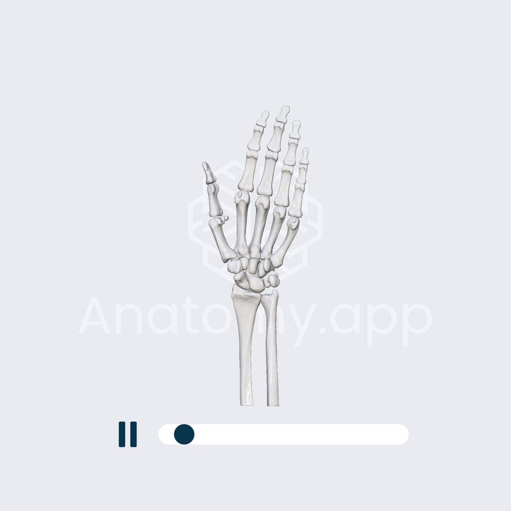 Biomechanics of the first carpometacarpal joint: abduction and adduction of the thumb 