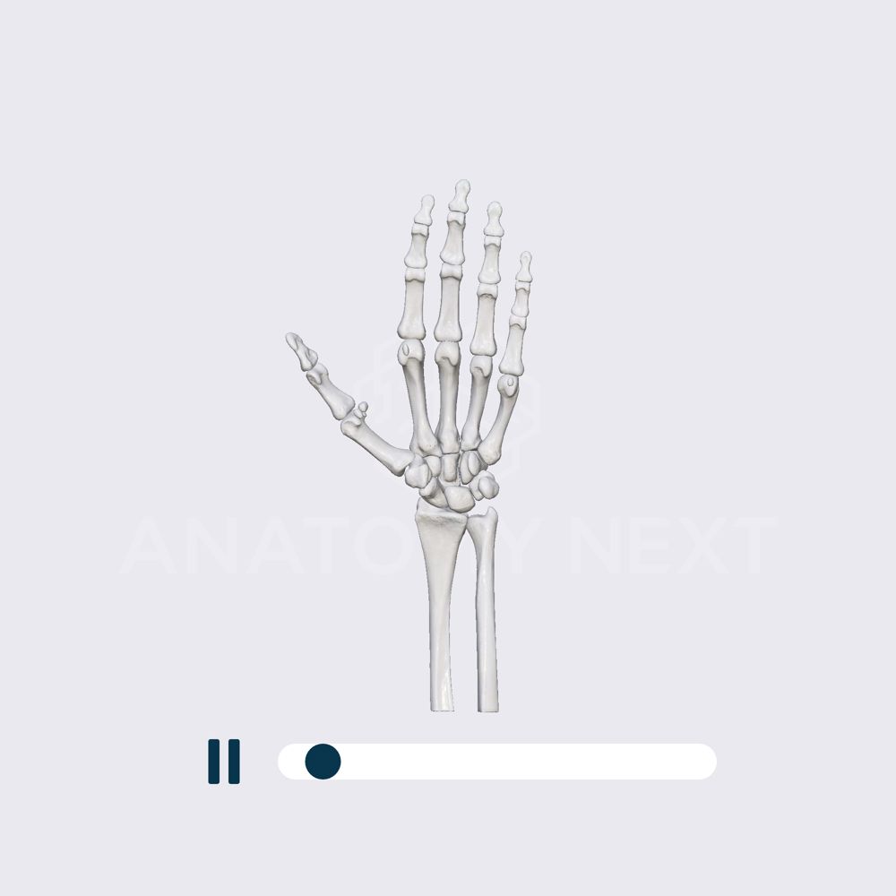 Biomechanics of the wrist: abduction (radial deviation) and adduction (ulnar deviation)