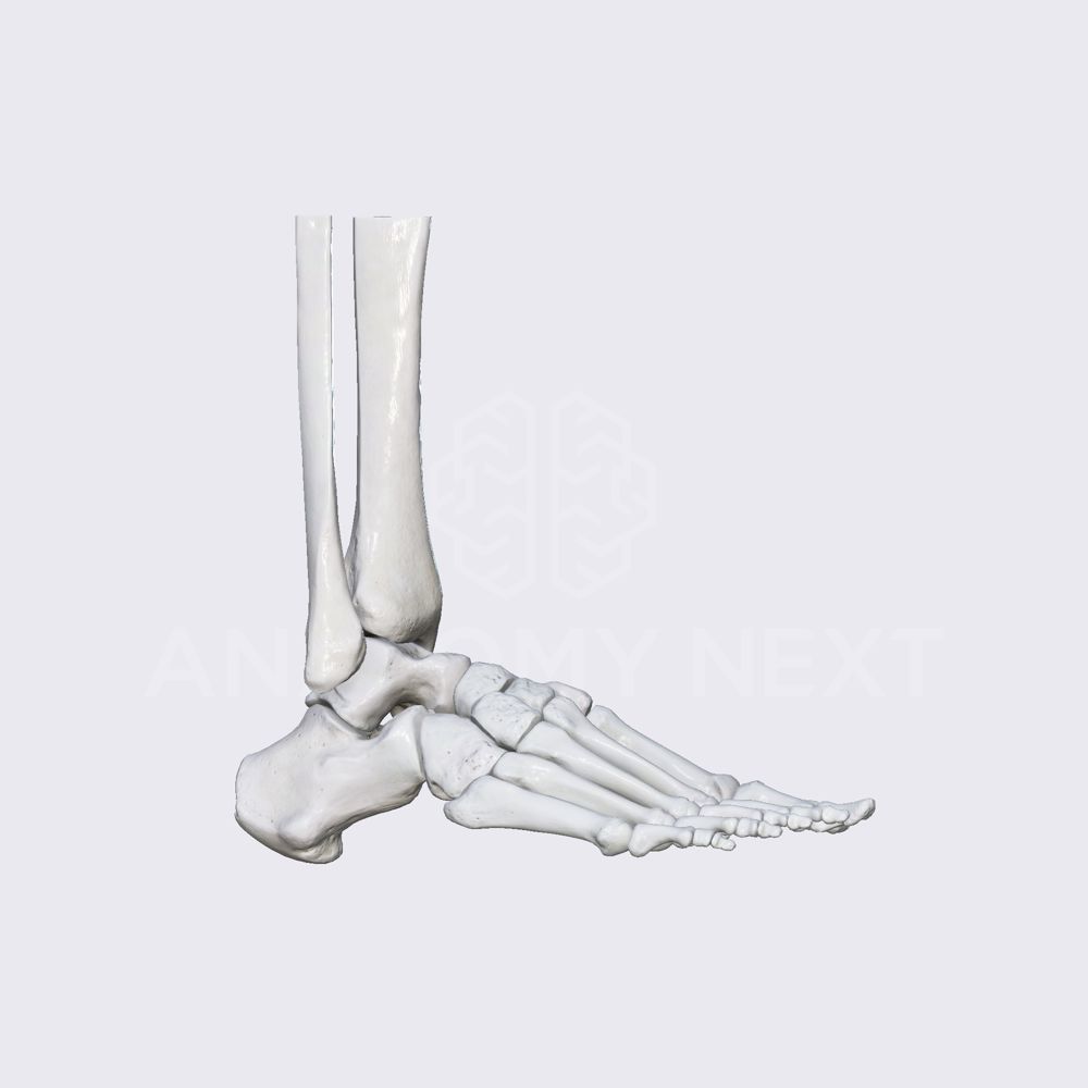 Biomechanics of the foot: plantarflexion and dorsiflexion