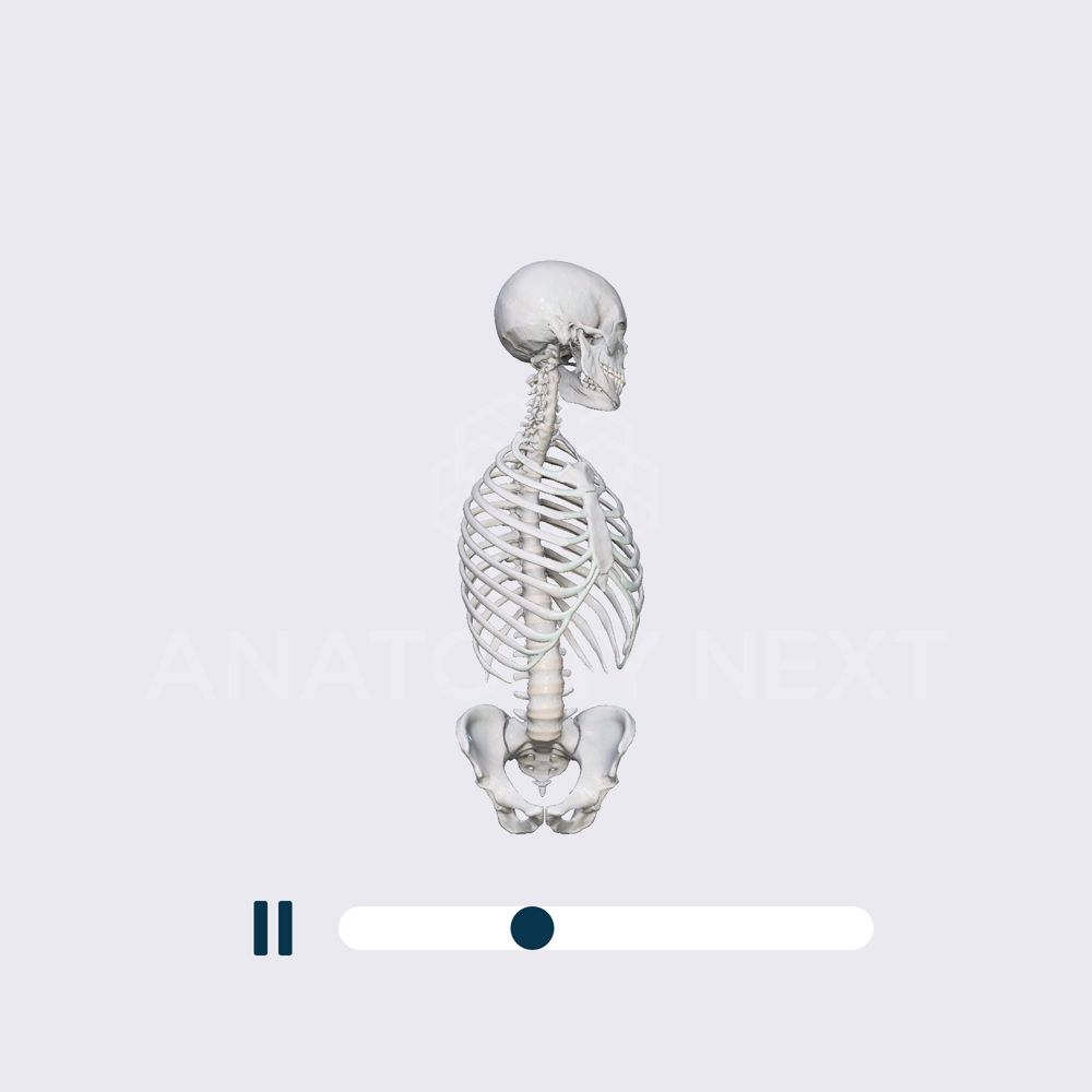 Biomechanics of the spine: axial rotation (with the skull, thorax, and pelvis)