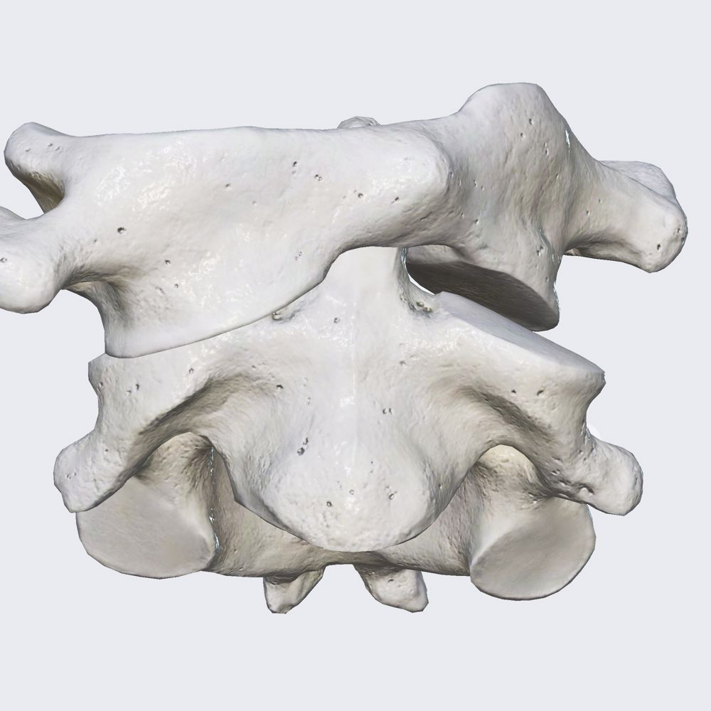 Biomechanics of the head and neck: axial rotation