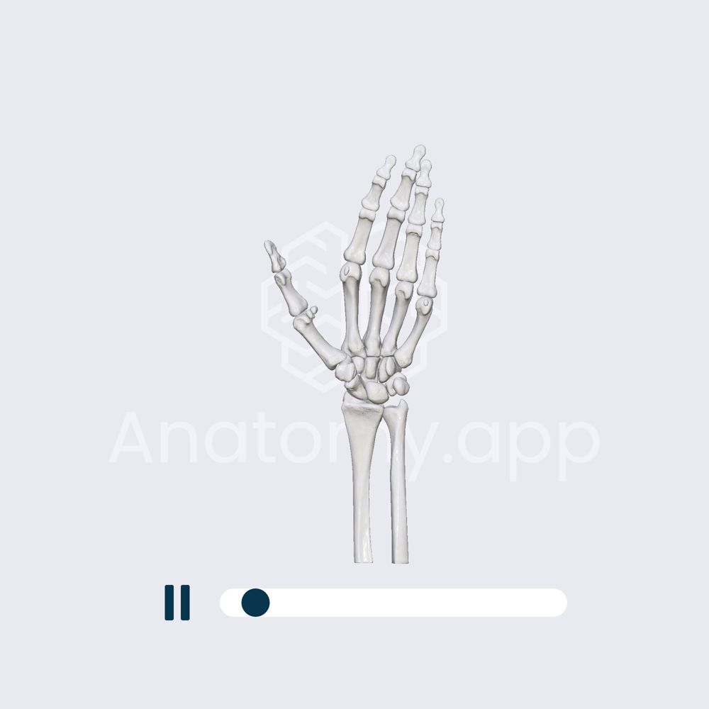 Biomechanics of the metacarpophalangeal joints: circumduction of the fingers