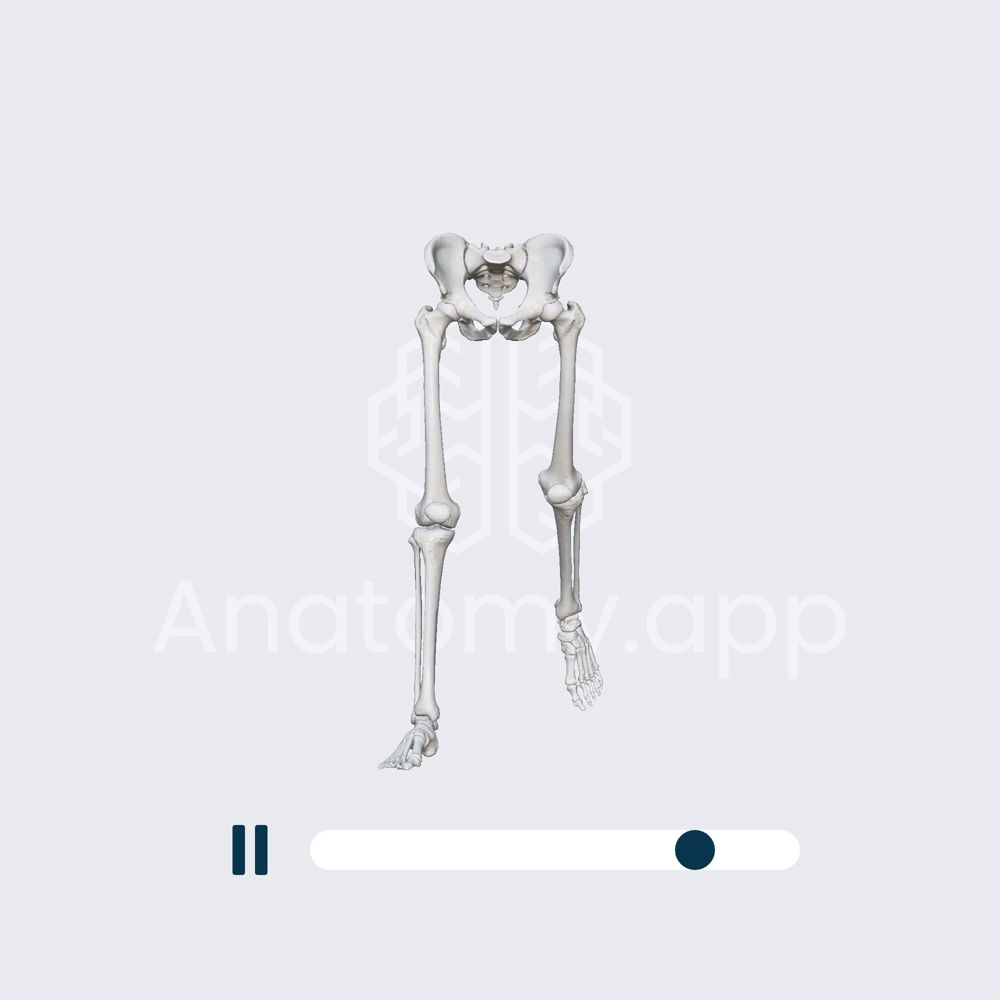 Biomechanics of the hip joint: flexion and extension with a straight leg