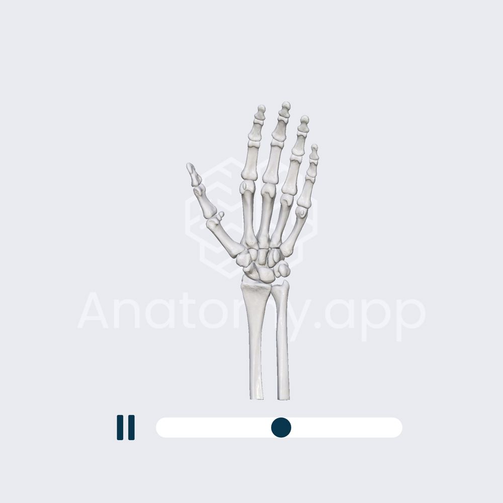 Biomechanics of the first carpometacarpal joint: opposition and reposition of the thumb (thumb-all fingers)