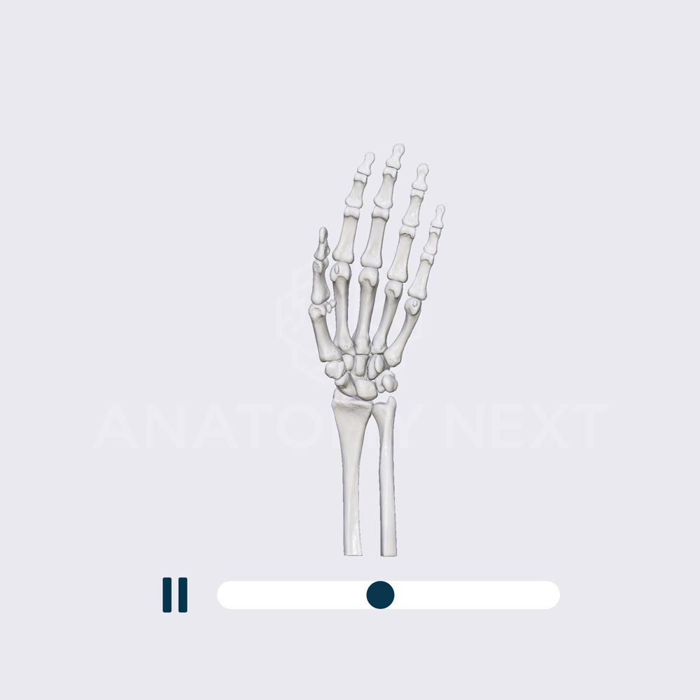 Biomechanics of the first carpometacarpal joint: circumduction of the thumb