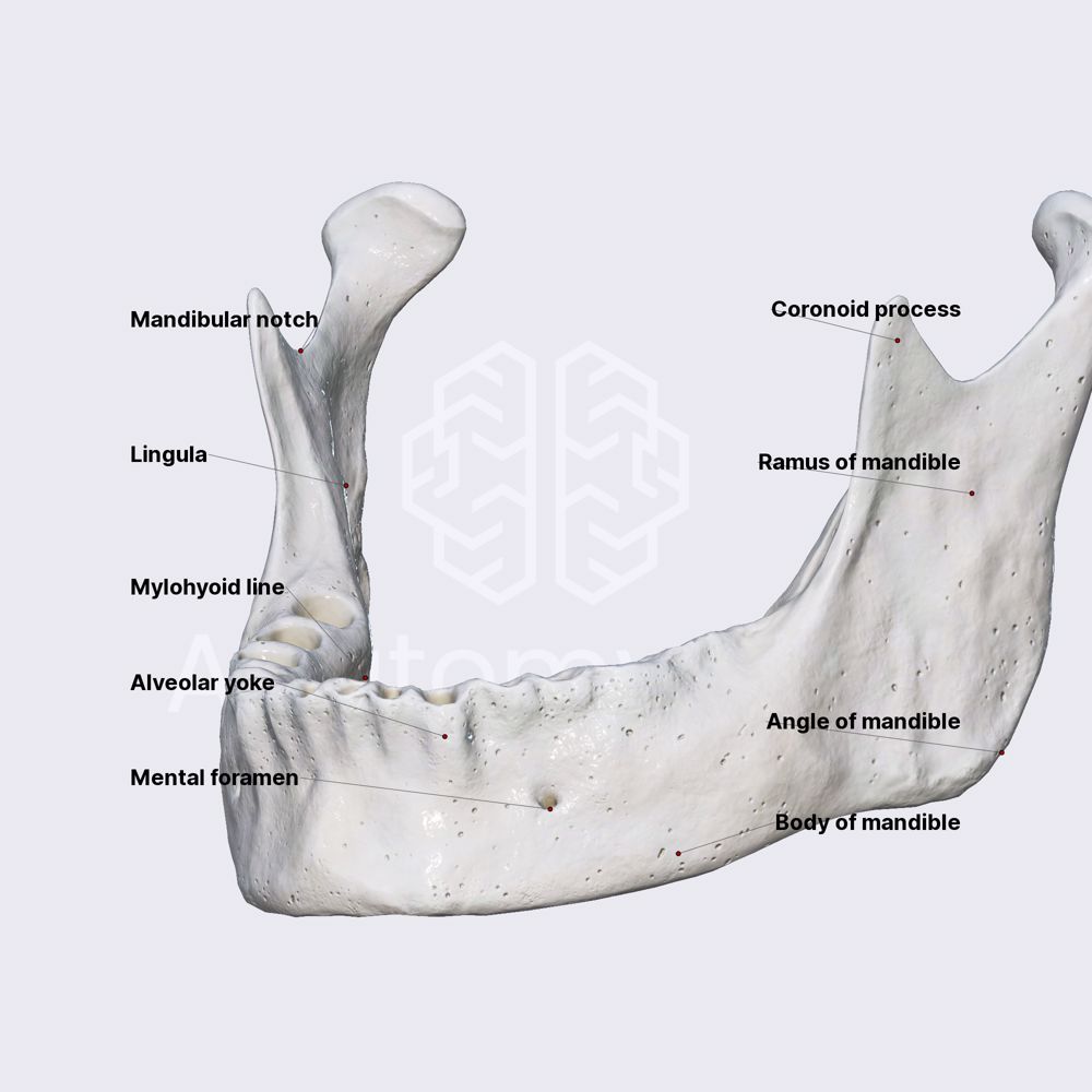 Mandible