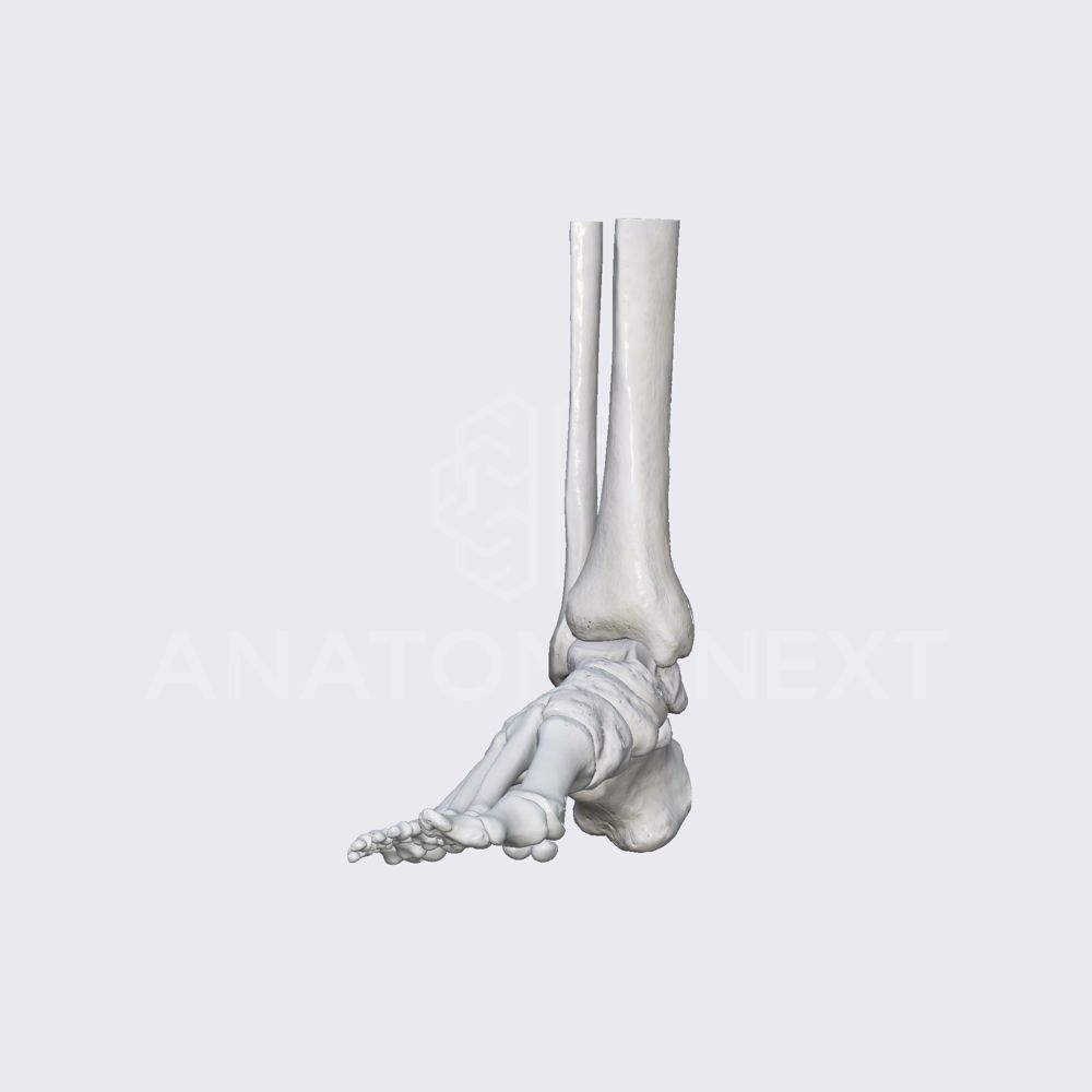 Biomechanics of the foot: pronation and supination