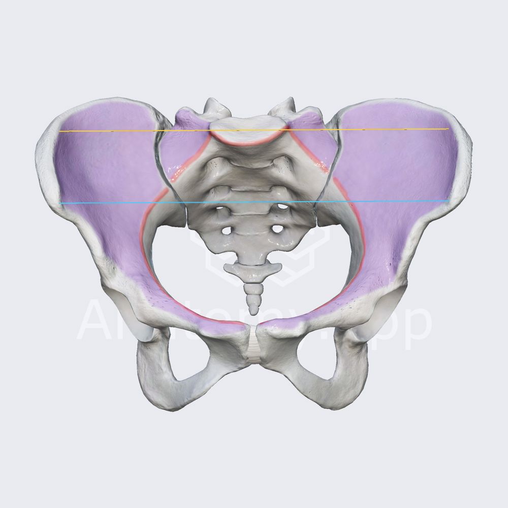 False pelvis