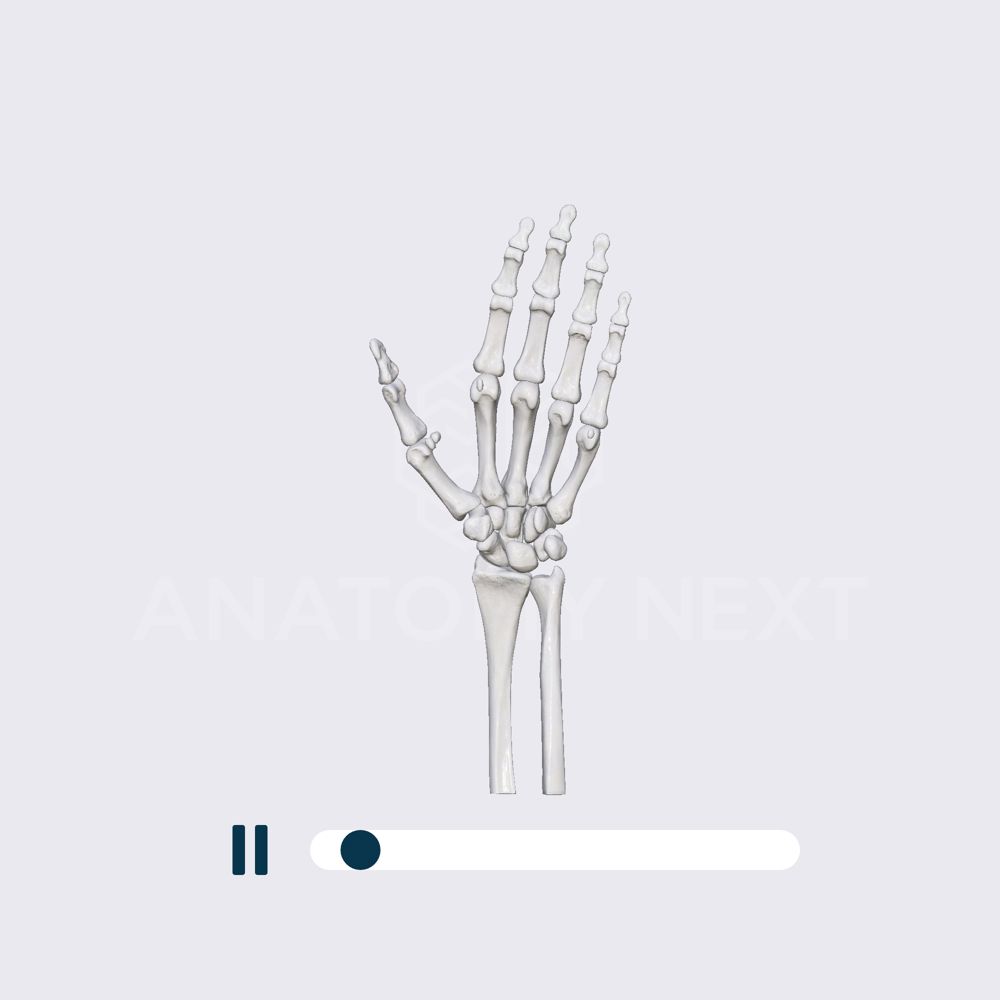 Biomechanics of the first carpometacarpal joint: opposition and reposition of the thumb (thumb-little finger)