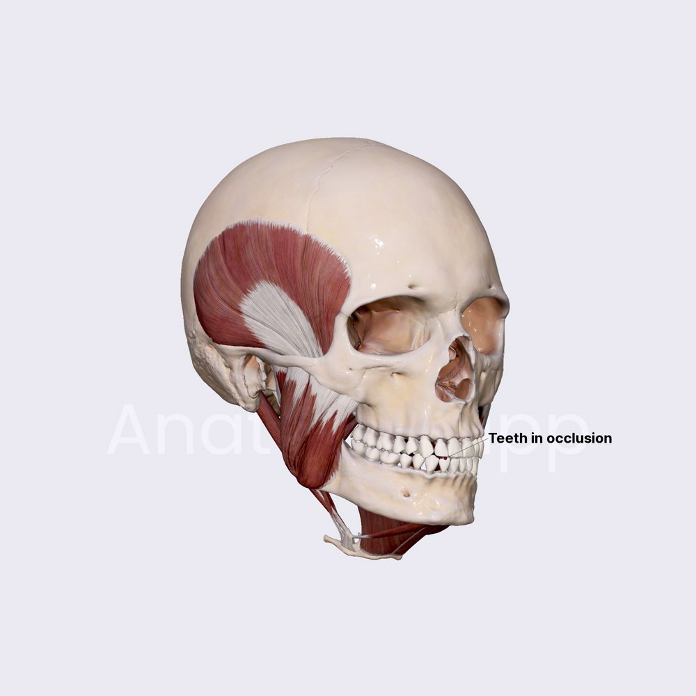 Dental occlusion