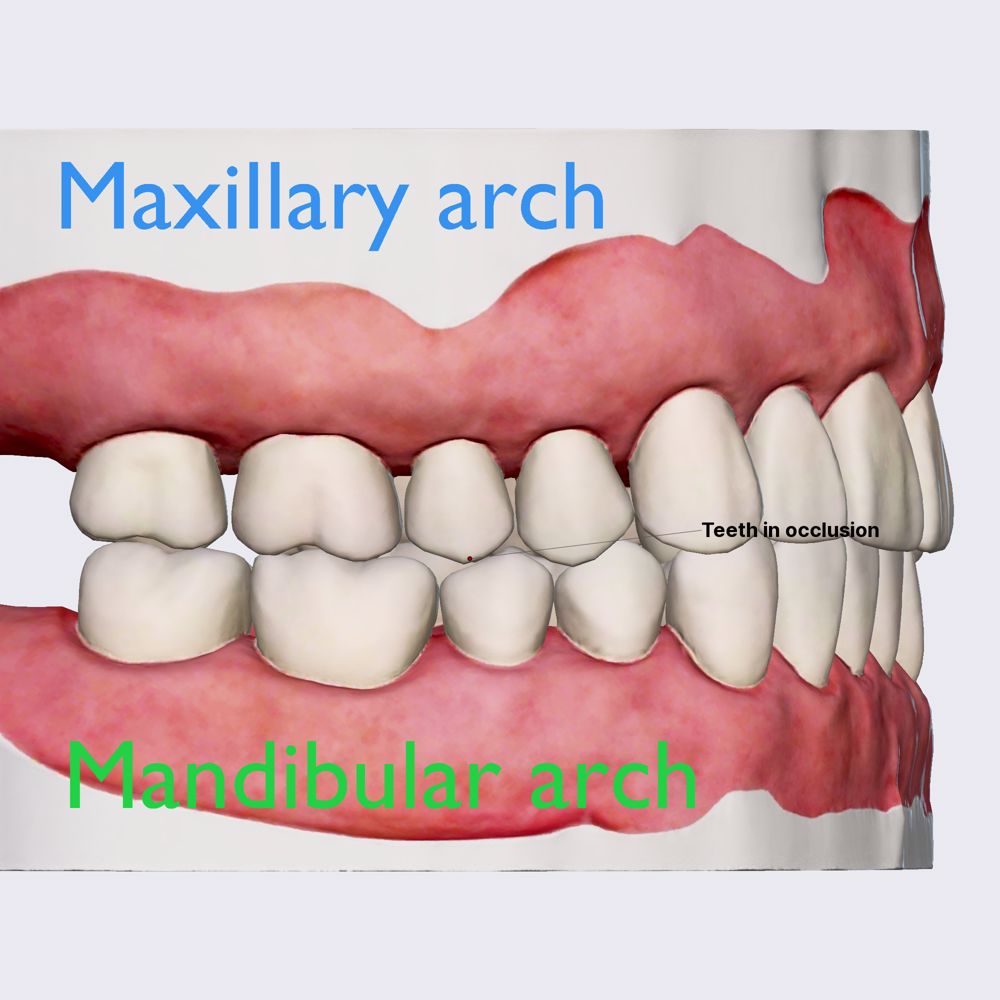 Occlusal relationship