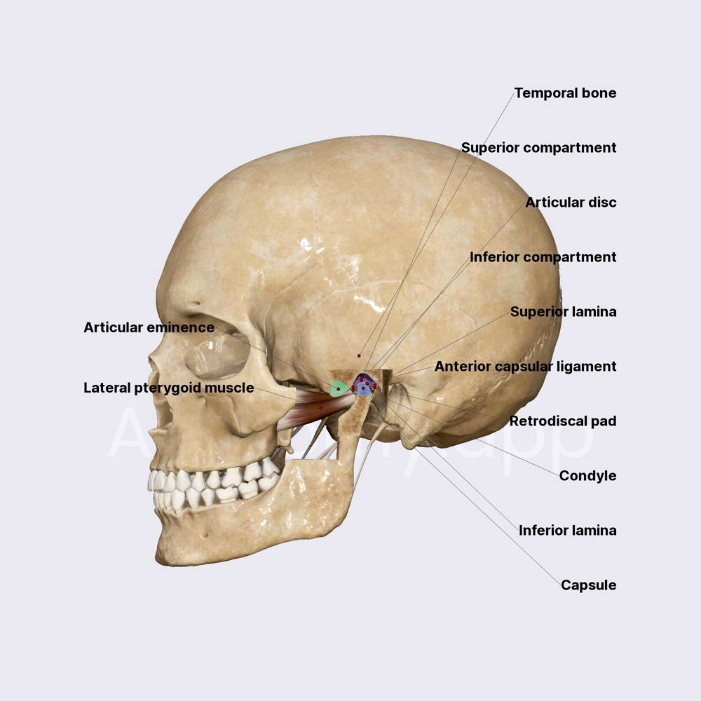 Temporomandibular joint (TMJ)