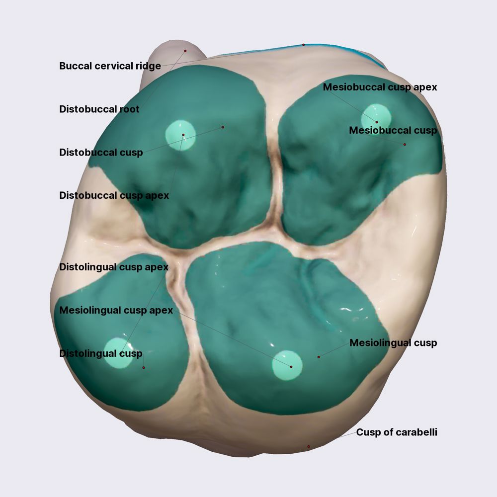 First maxillary molar (cusps, height of contour, roots) | Media Library ...