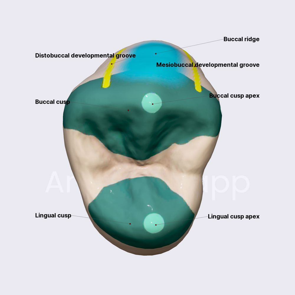 First maxillary premolar (cusps, developmental grooves, height of ...