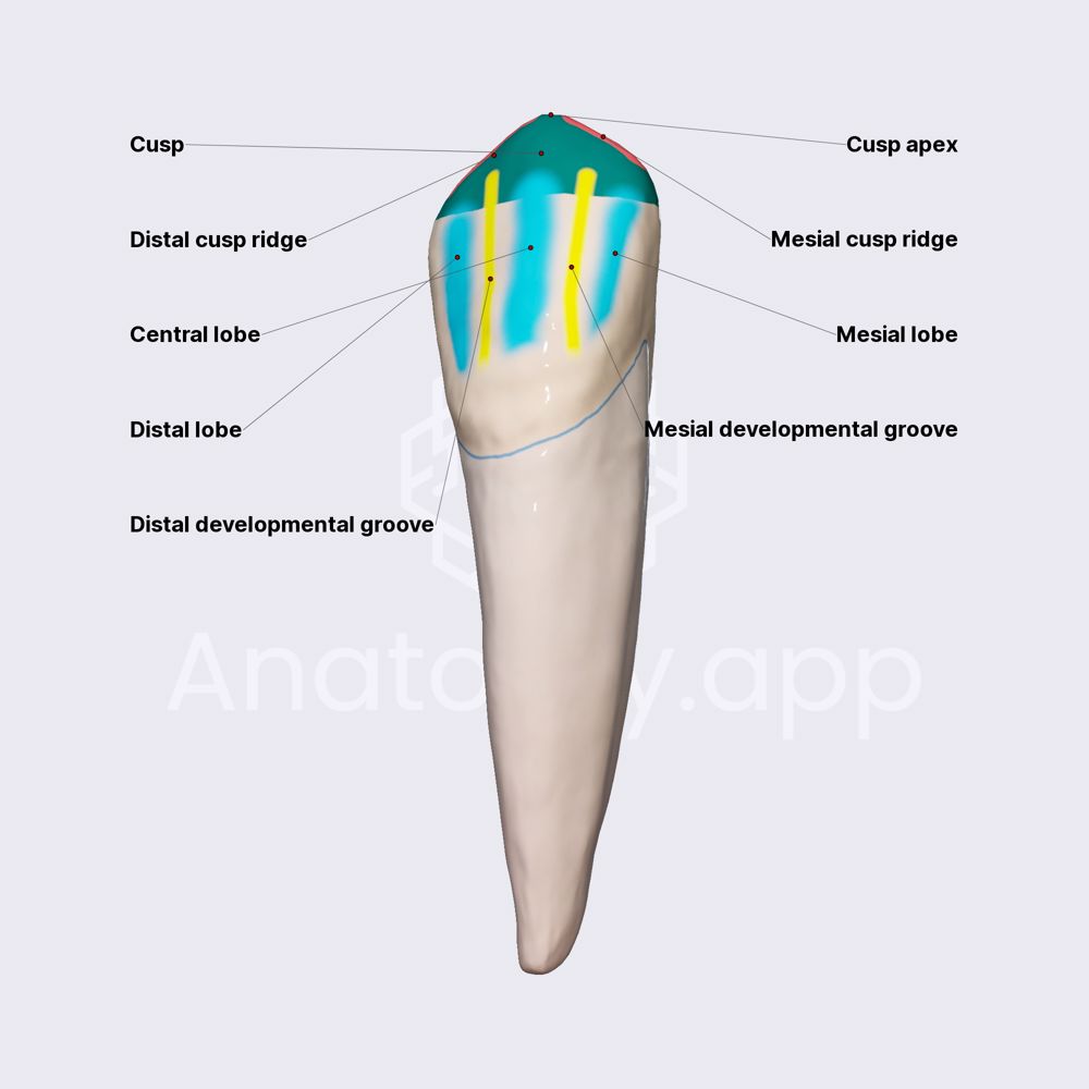 Mandibular canine