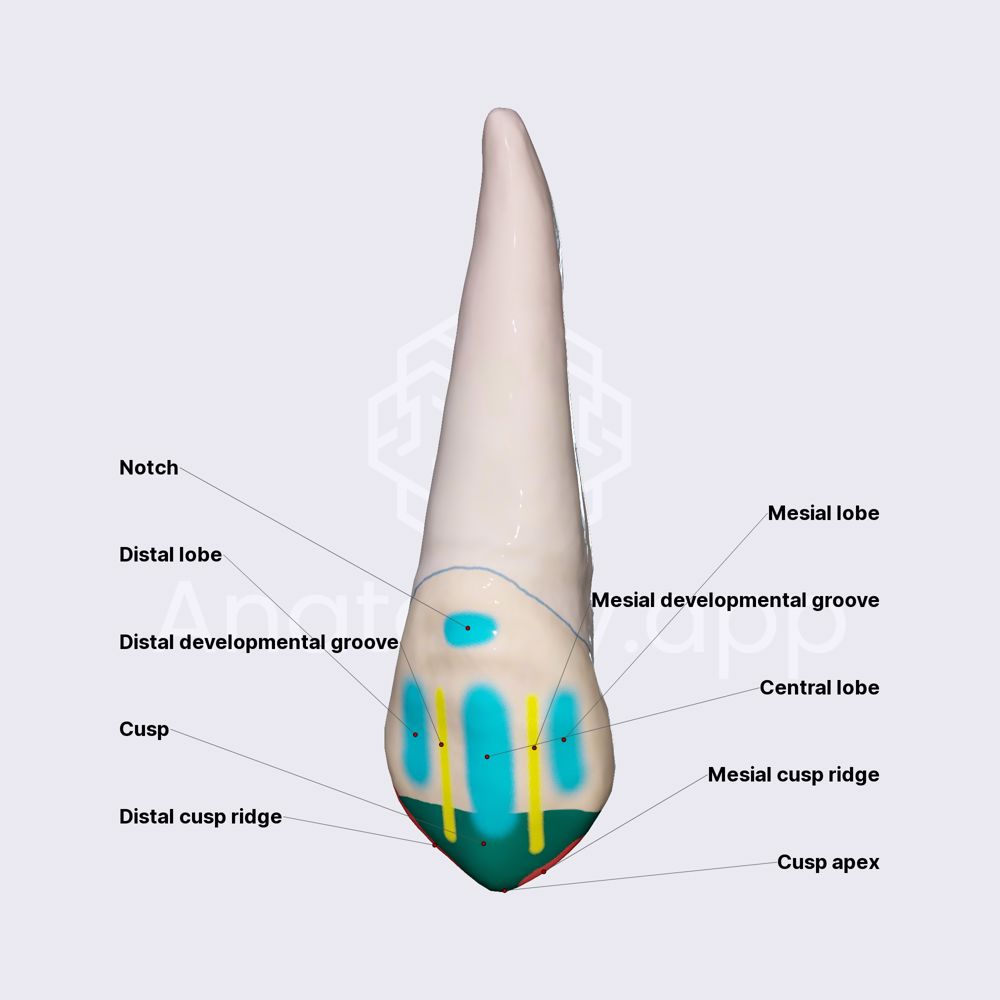 Maxillary canine