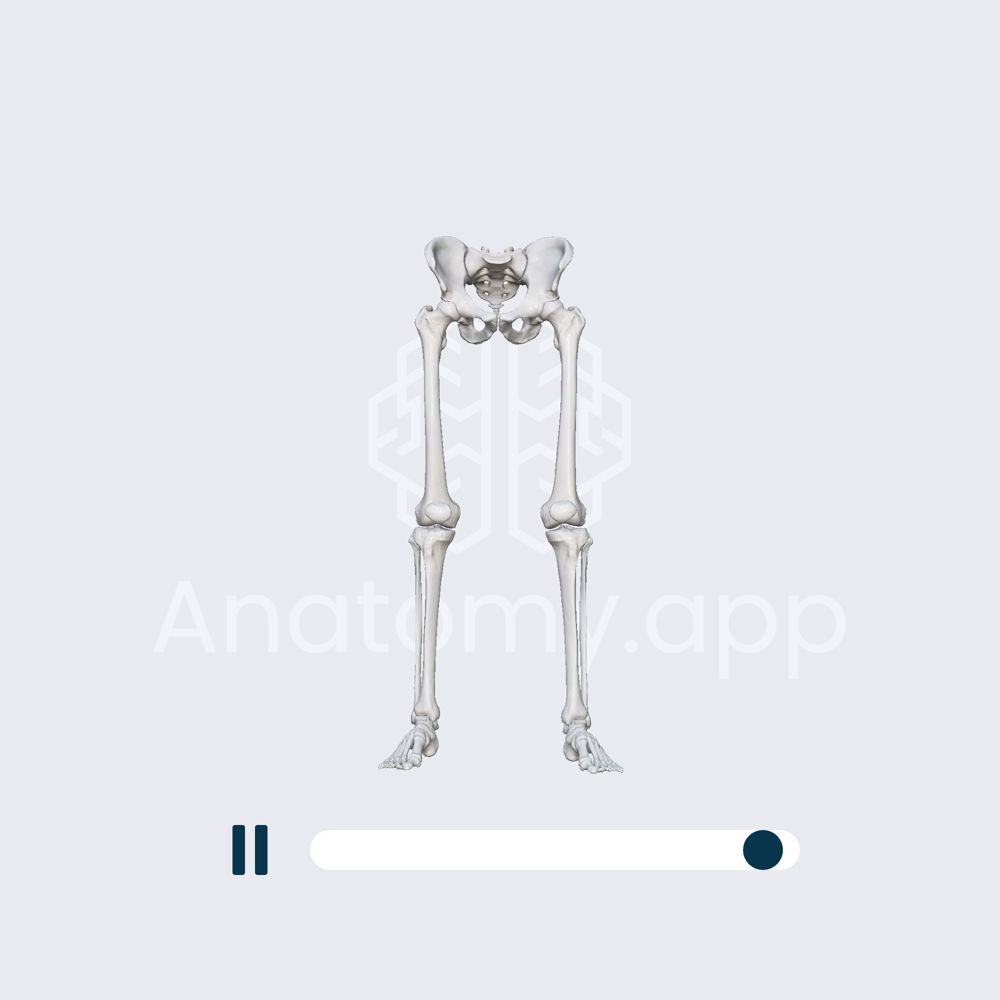 Biomechanics of the knee joint: internal (medial) and external (lateral) rotations