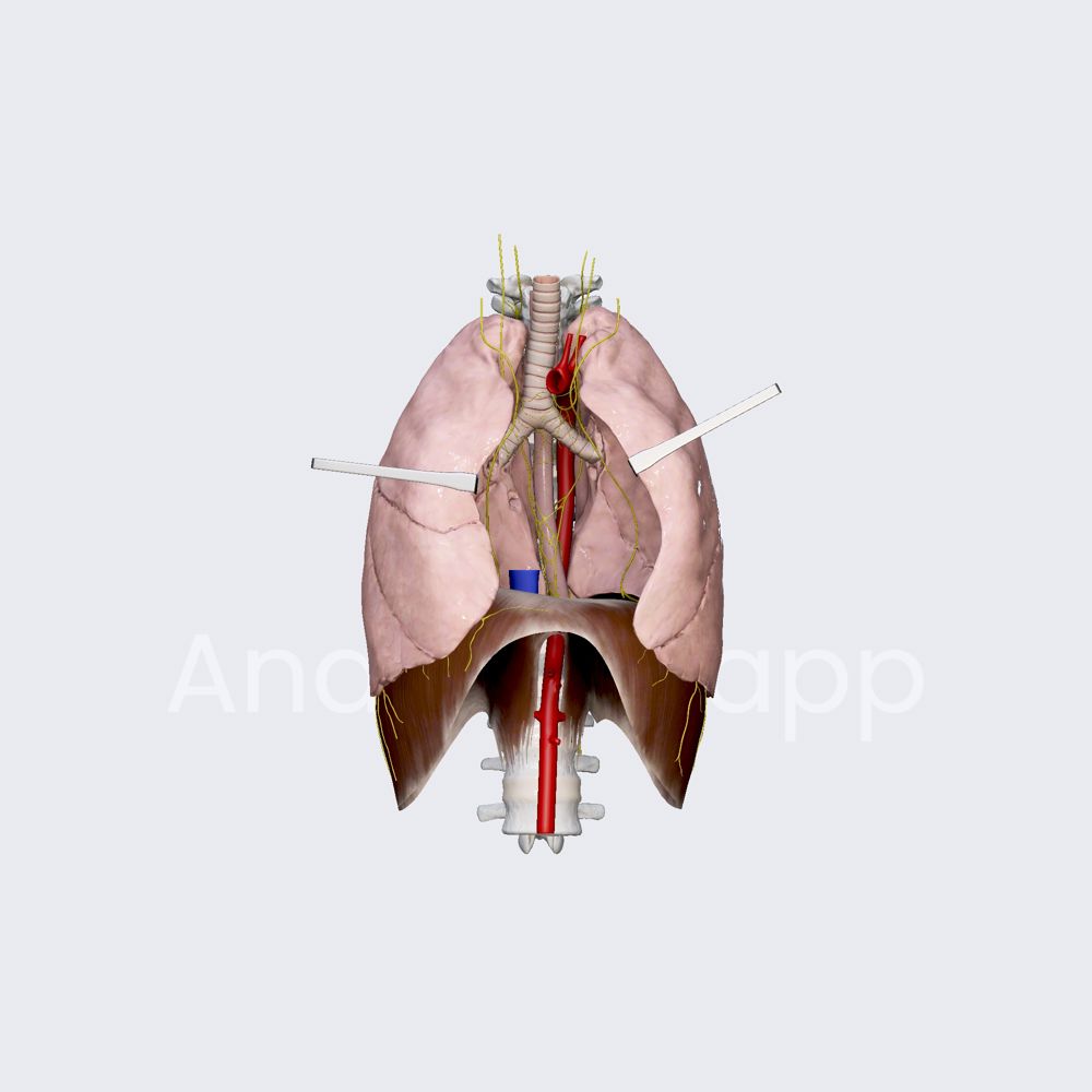 Nerve supply of lungs