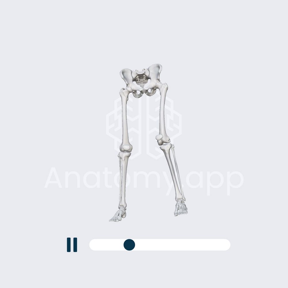 Biomechanics of the hip joint: circumduction