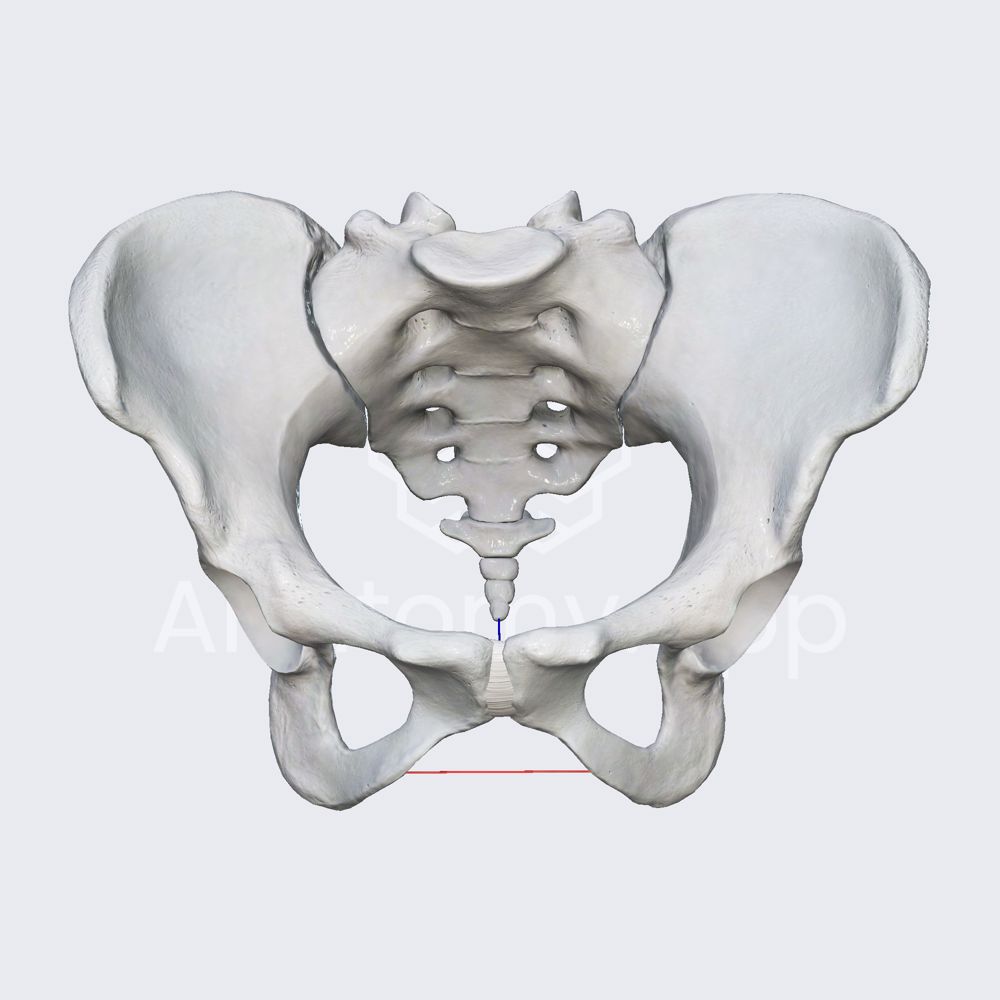 Pelvic outlet diameters