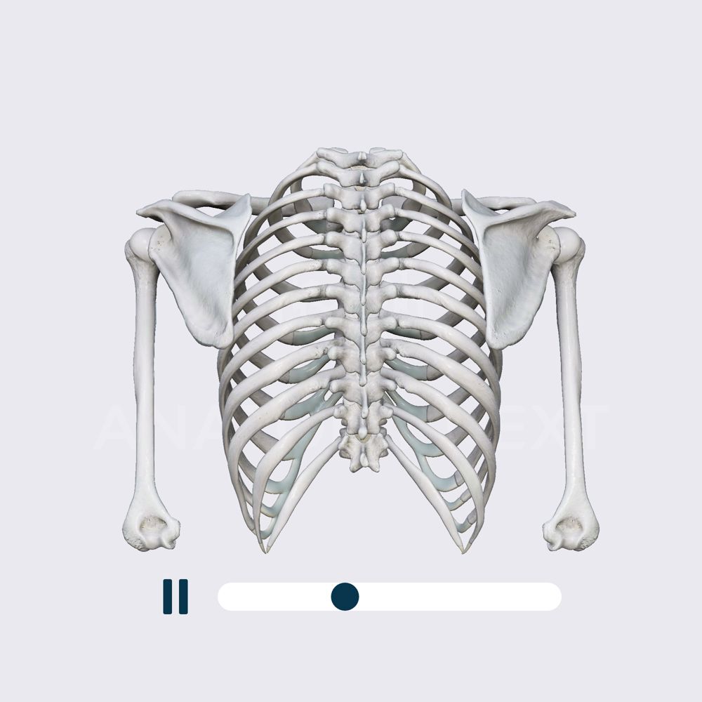 Biomechanics of the shoulder girdle: abduction and adduction (protraction and retraction) of the scapula