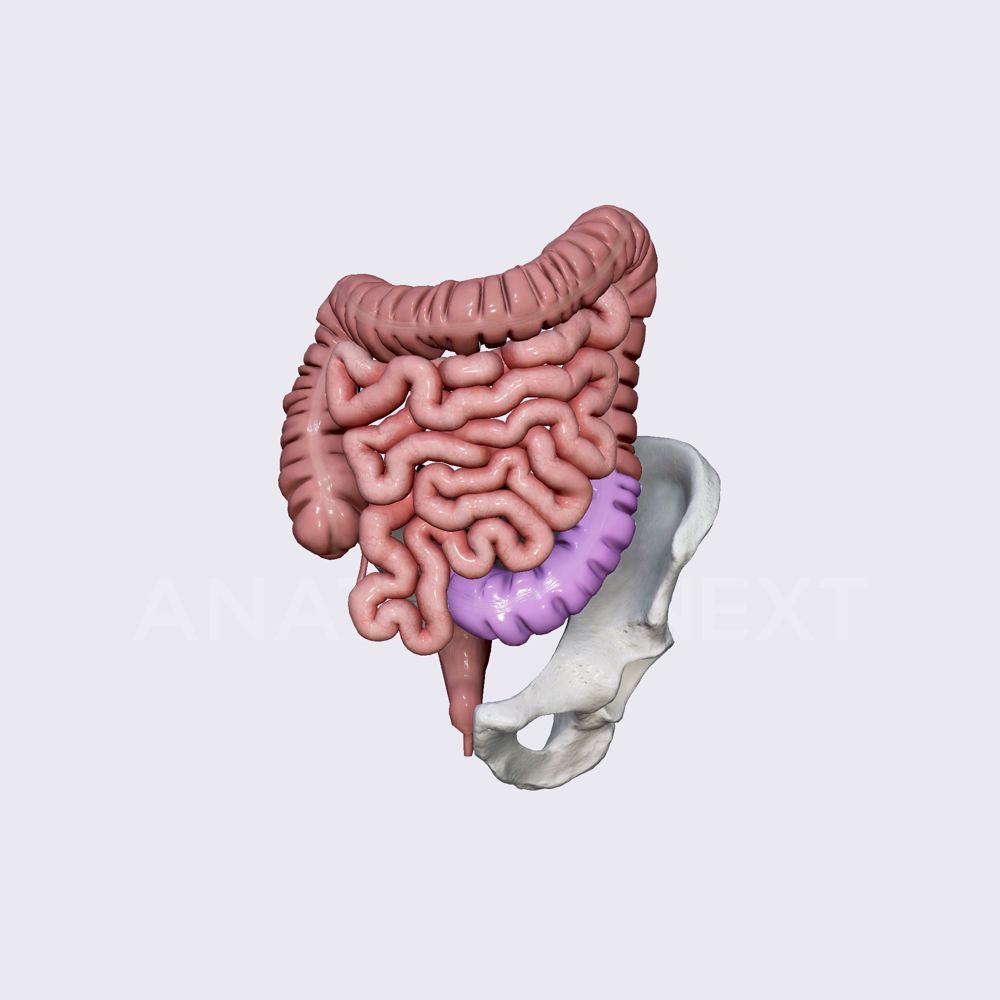 Sigmoid colon | Media Library | Anatomy.app | Learn anatomy | 3D models ...