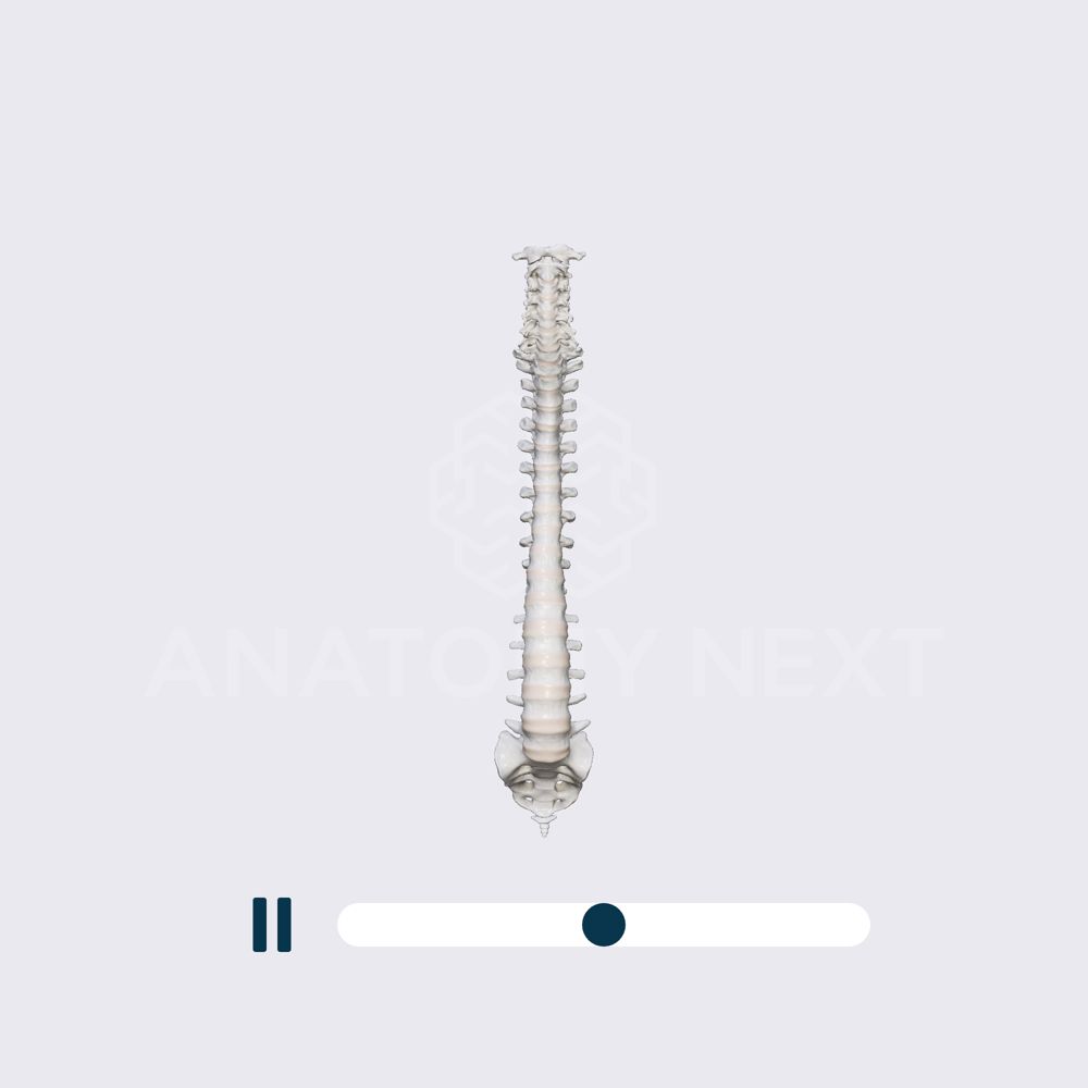 Biomechanics of the spine: axial rotation