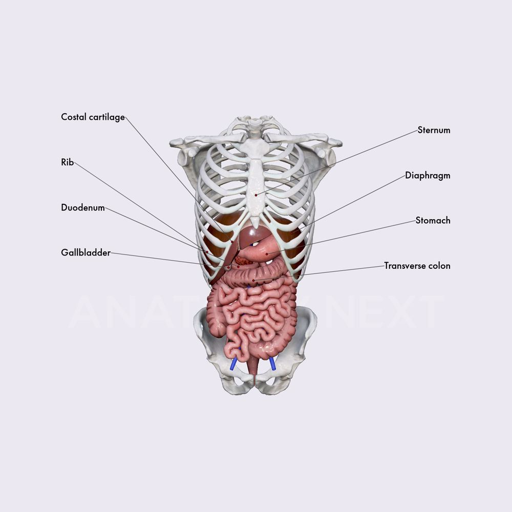 Anatomical relations of liver