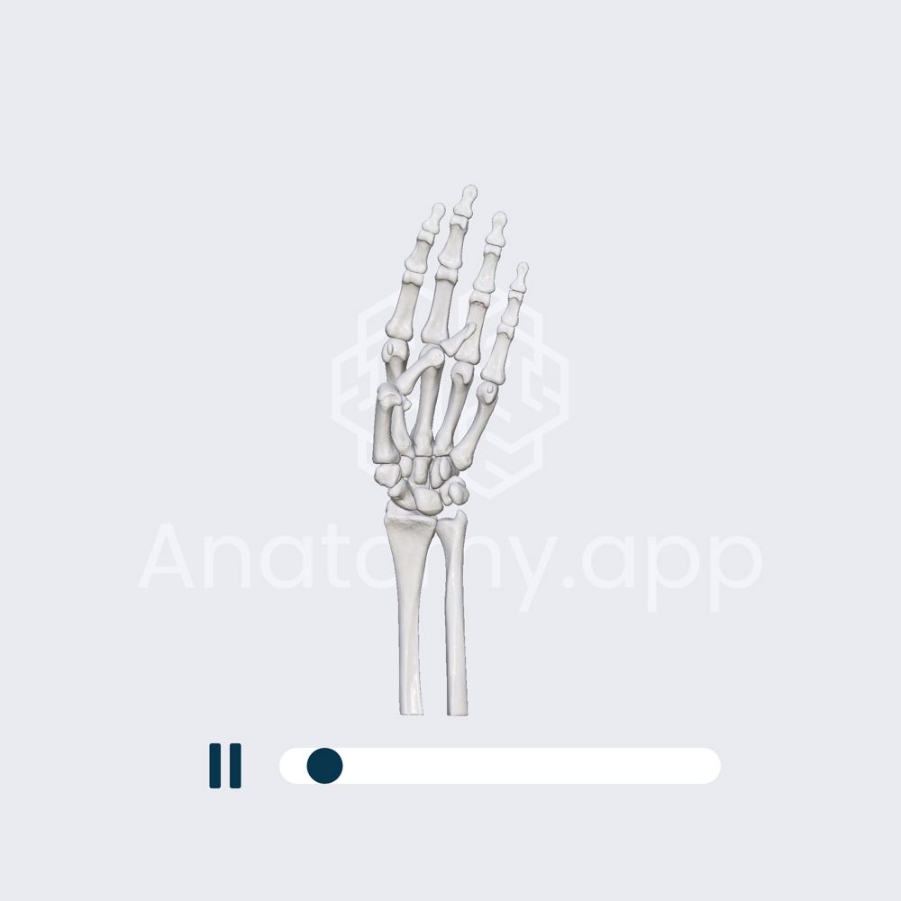 Biomechanics of the metacarpophalangeal joints: flexion and extension of the fingers 